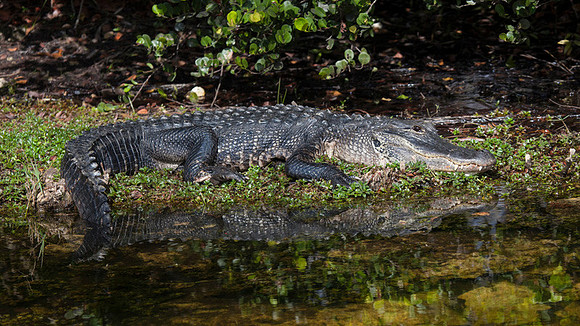 Everglades-015