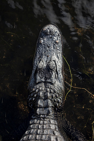 Everglades-038