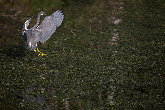 Everglades-058