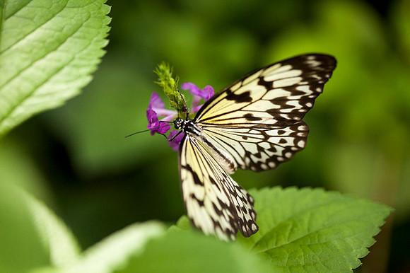 Tropical Gardens-014