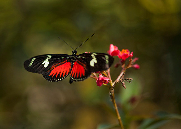 Tropical Gardens-017
