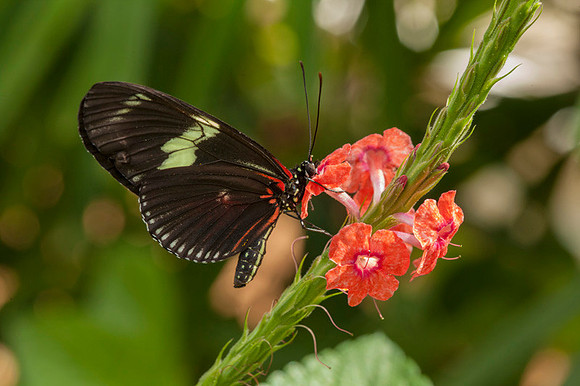 Tropical Gardens-023