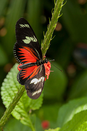 Tropical Gardens-024