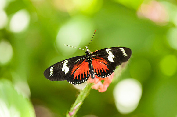 Tropical Gardens-031