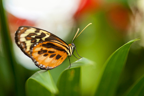 Tropical Gardens-032