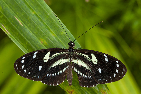 Tropical Gardens-036