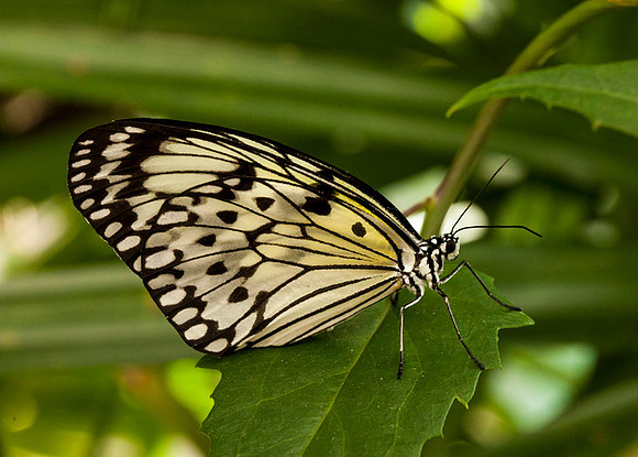 Tropical Gardens-039