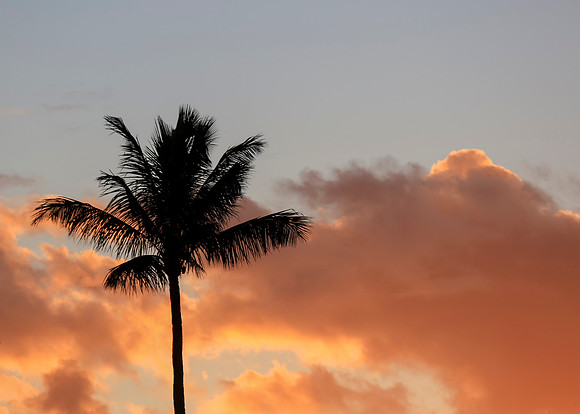 Ritz Maui-881