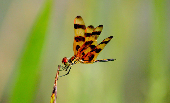 Nature dragon yellow