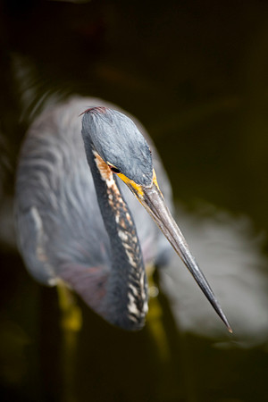 Blue Egret20071224