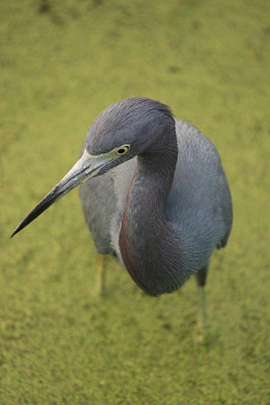 20071226_Nature_1537