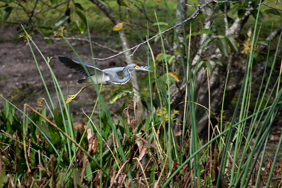 blue in flight20071224