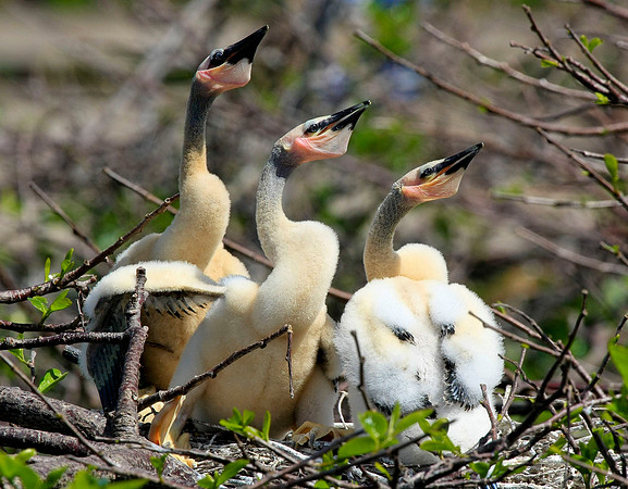 Wildlife200803023