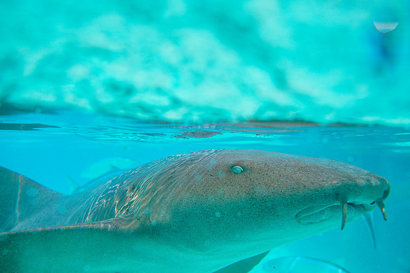Bahamas-042