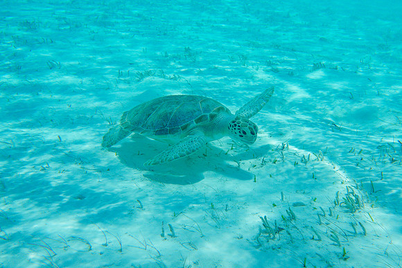 Bahamas-105