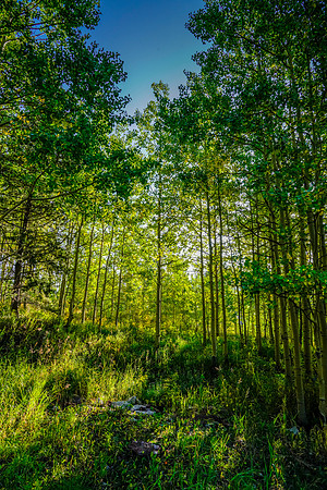 Aspen-047