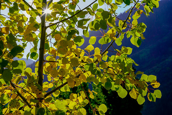 Aspen-051