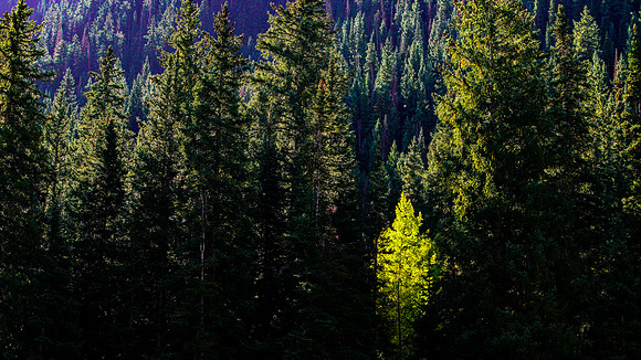 Aspen-073