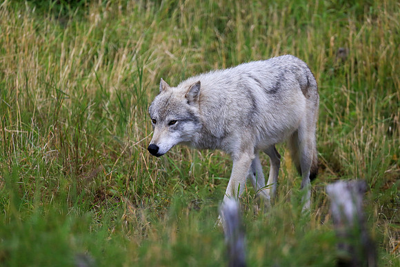 Alaska Trip 2016-322