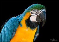 Bud Busch Wildlife