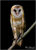 Owl Busch Wildlife-009