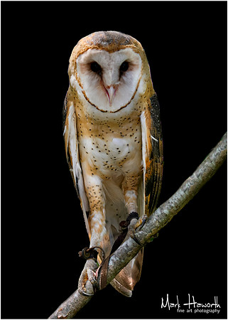 Owl Busch Wildlife-009