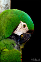 Green Busch Wildlife-007