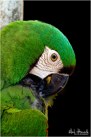 Green Busch Wildlife-007
