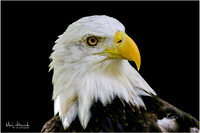 Eagle Busch Wildlife