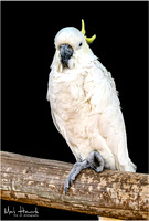 Bird Busch Wildlife 1