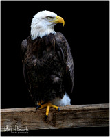 Eagle Busch Wildlife-006
