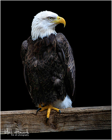 Eagle Busch Wildlife-006