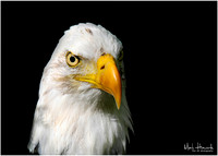 Eagle Busch Wildlife-008