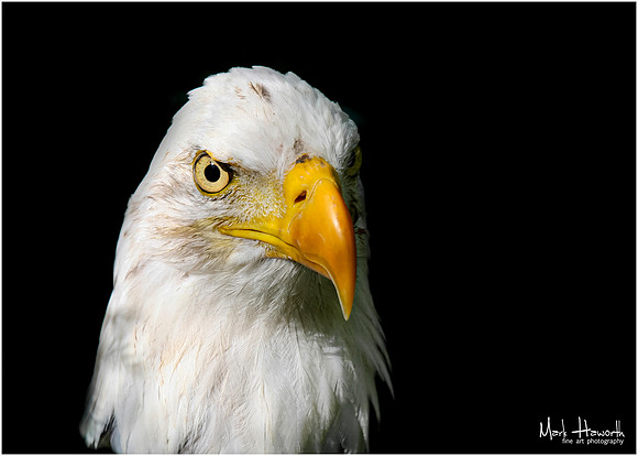 Eagle Busch Wildlife-008