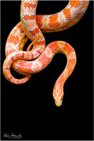 Snake Busch Wildlife