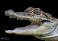 Baby Gator Busch Wildlife