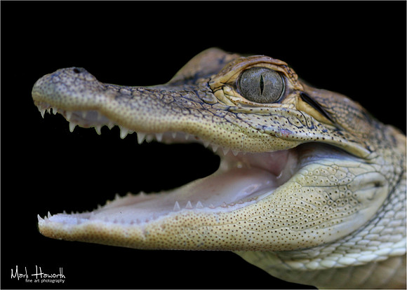 Baby Gator Busch Wildlife