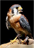 Bird Busch Wildlife 2