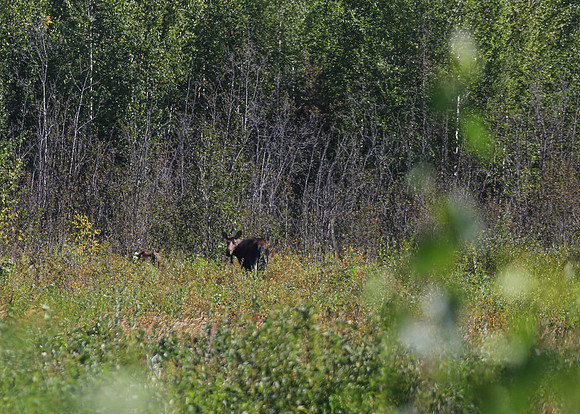 Alaska Trip 2016-506