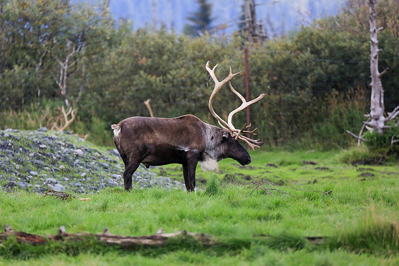 Alaska Trip 2016-317