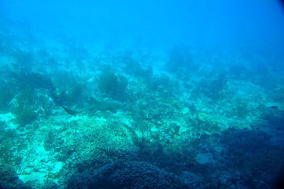 Bahamas-034