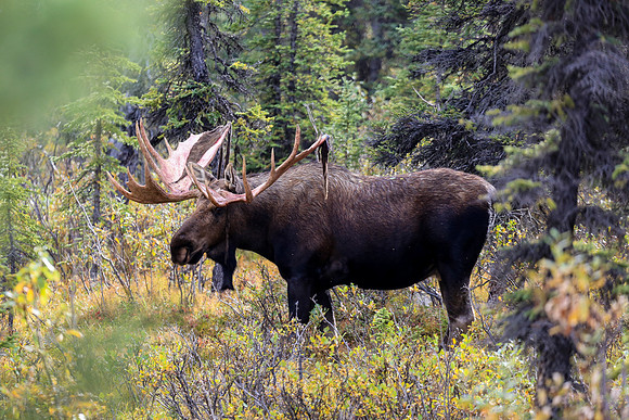 Alaska Trip 2016-416