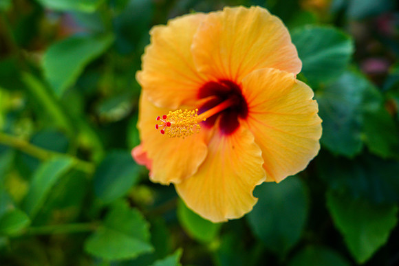 Water Pik Maui 2022-024