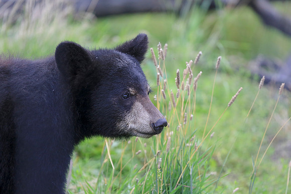 Alaska Trip 2016-311