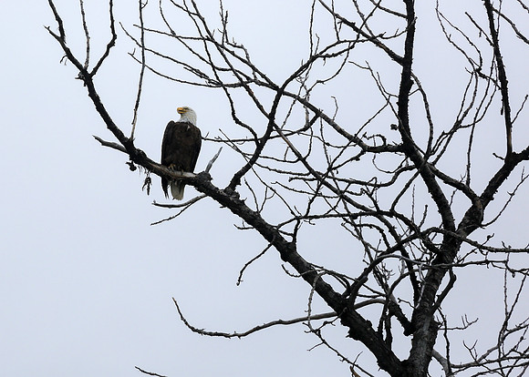 Alaska Trip 2016-280