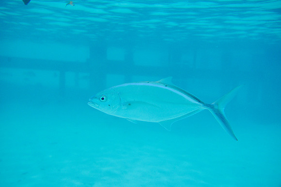 Bahamas-066