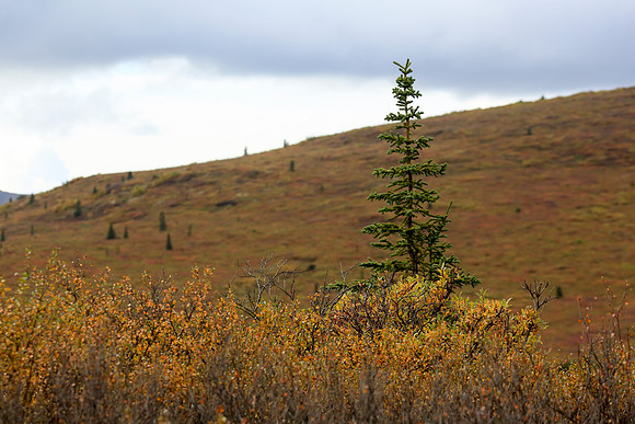 Alaska Trip 2016-411
