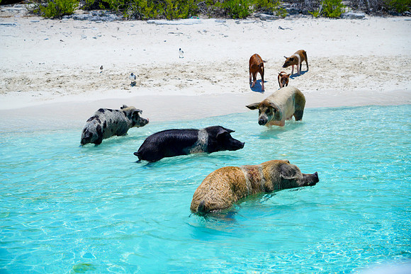 Bahamas-073