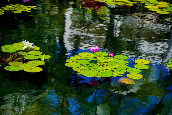Water Pik Maui 2022-032