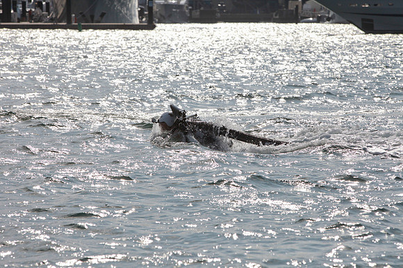Jet Pack Rybo 053